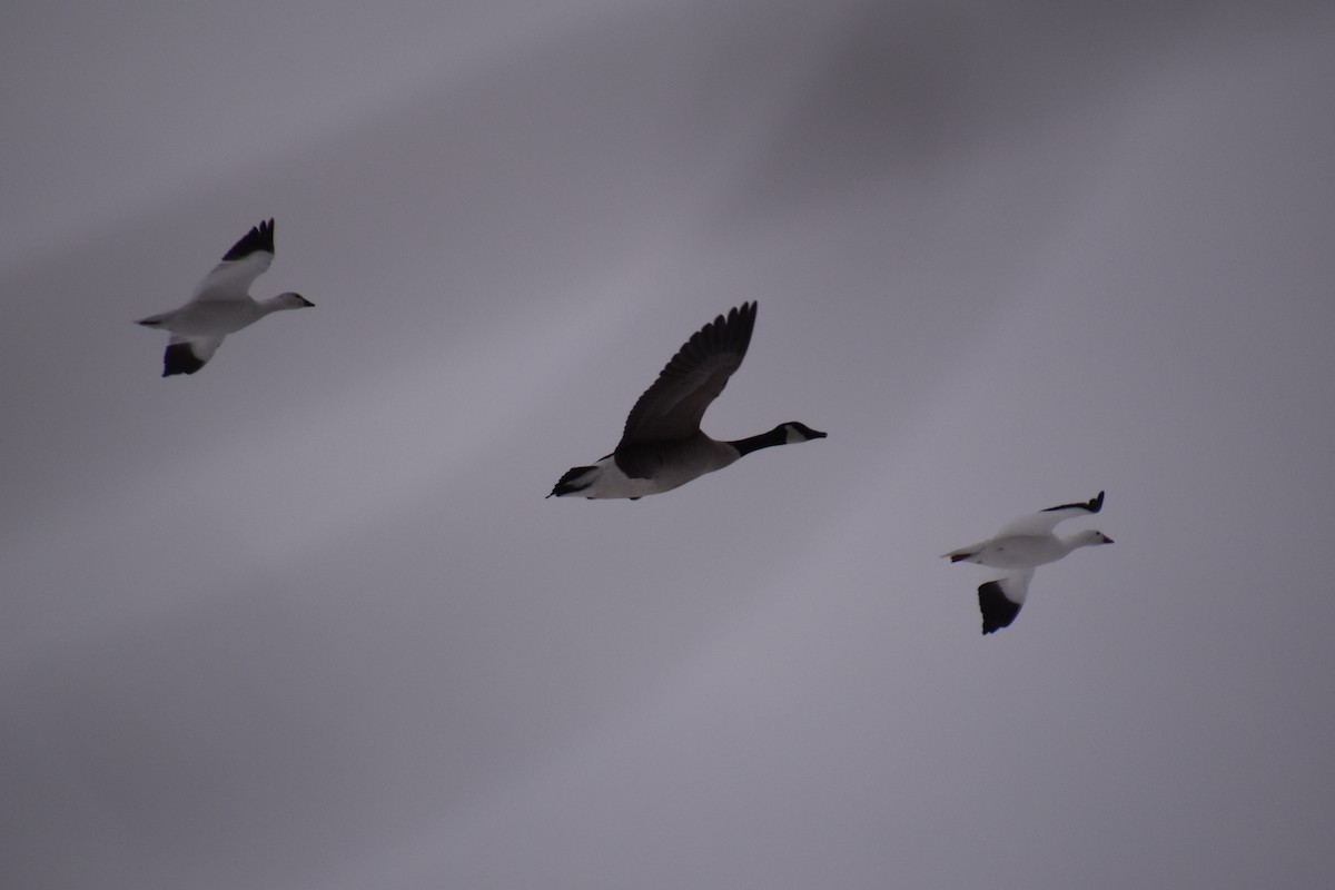 Ross's Goose - ML646881148