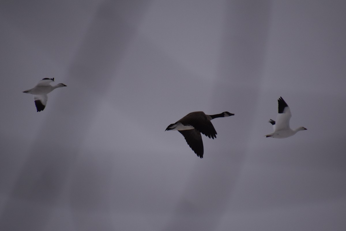 Ross's Goose - ML646881149