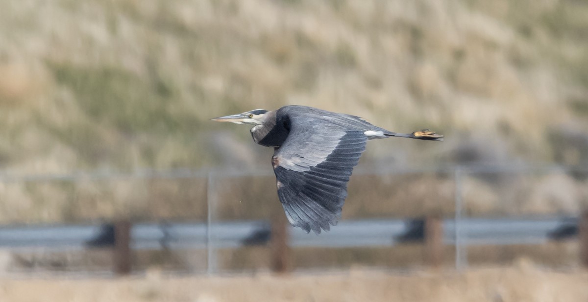 Great Blue Heron - ML646881152