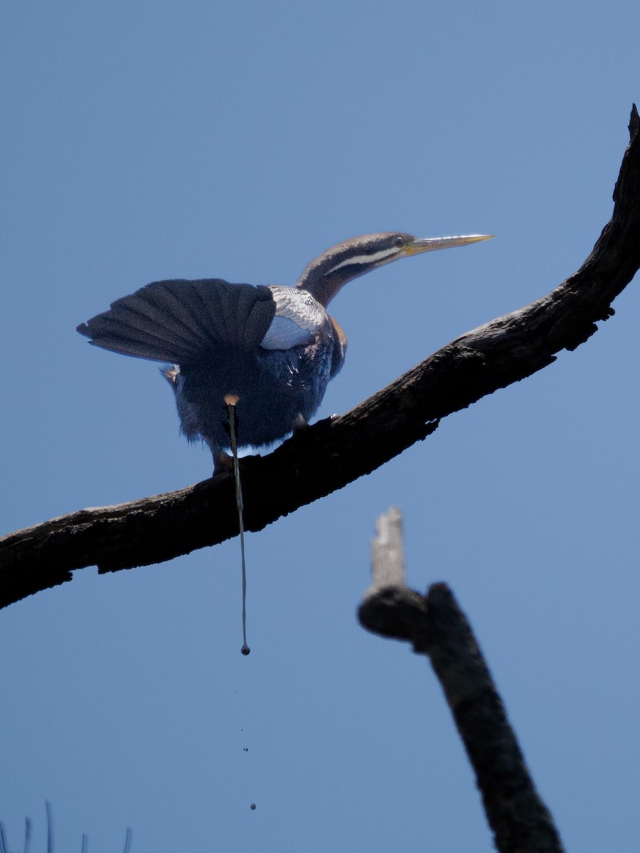 Australasian Darter - ML646881153