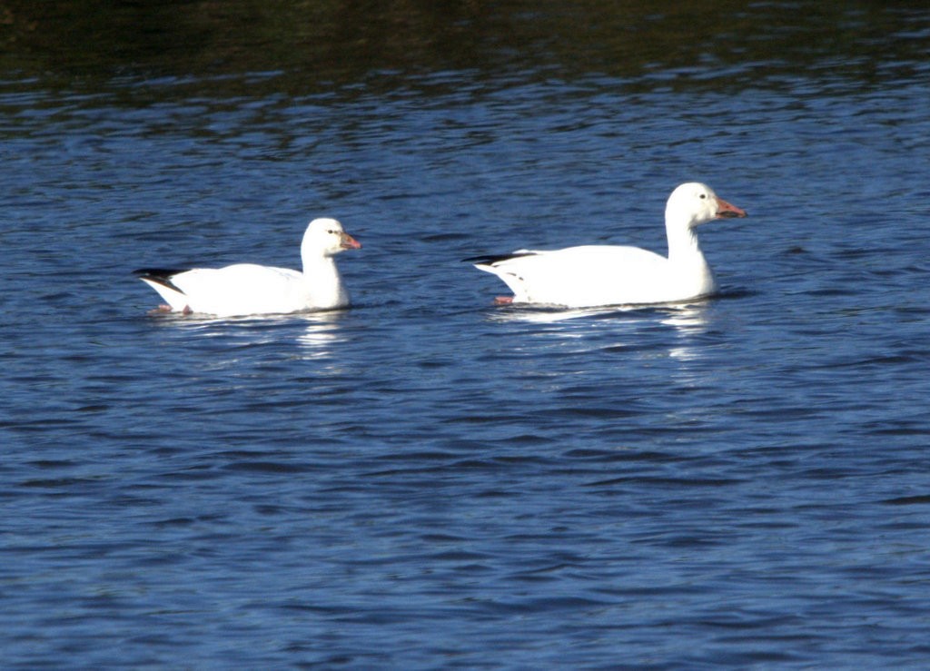 Ross's Goose - ML646881154