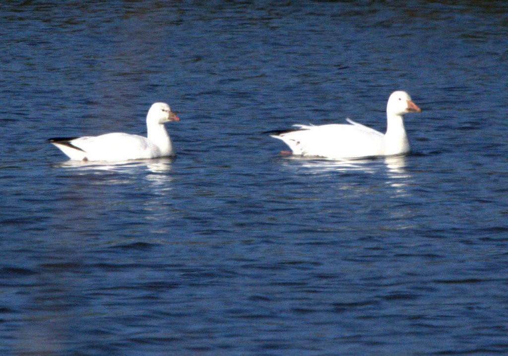 Ross's Goose - ML646881155