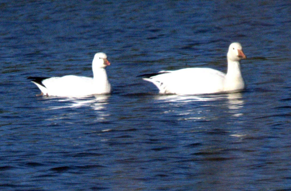 Ross's Goose - ML646881156