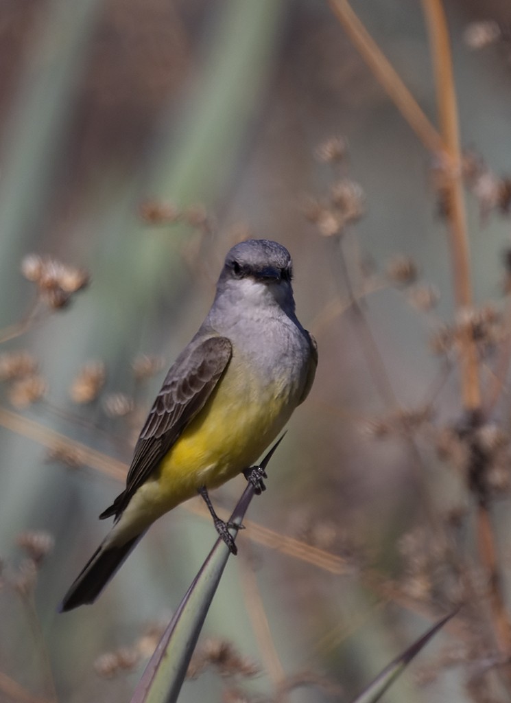 Western Kingbird - ML646881157