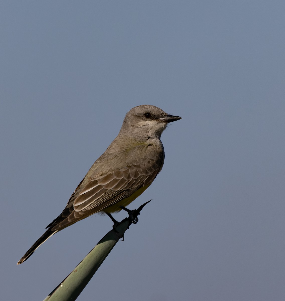 Western Kingbird - ML646881158