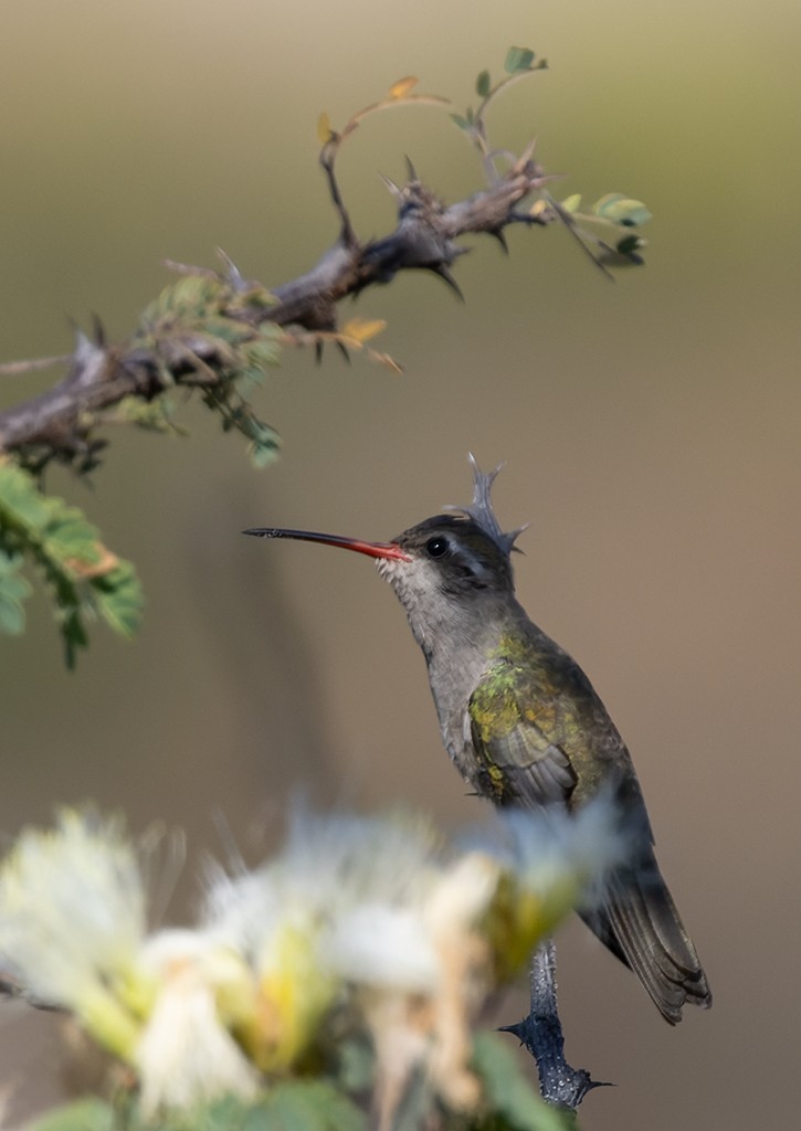Dusky Hummingbird - ML646881159