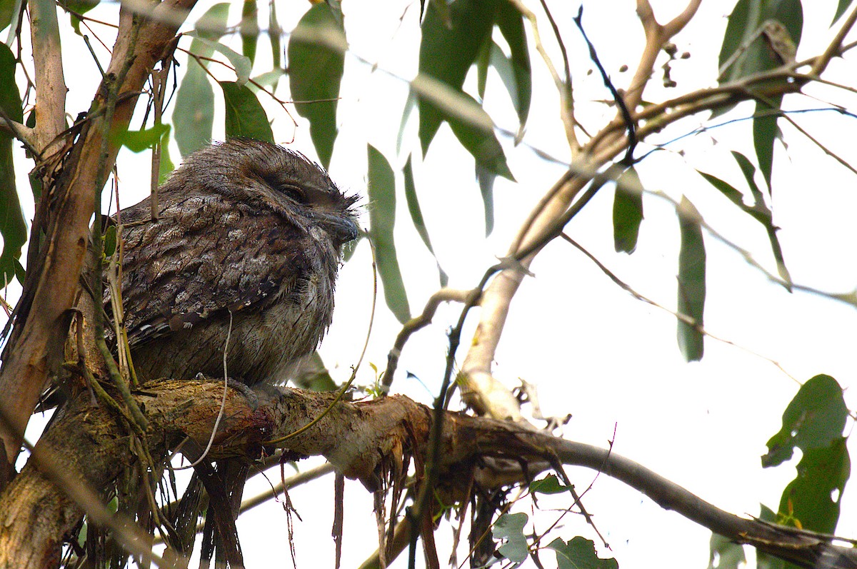 Tawny Frogmouth - ML646881160