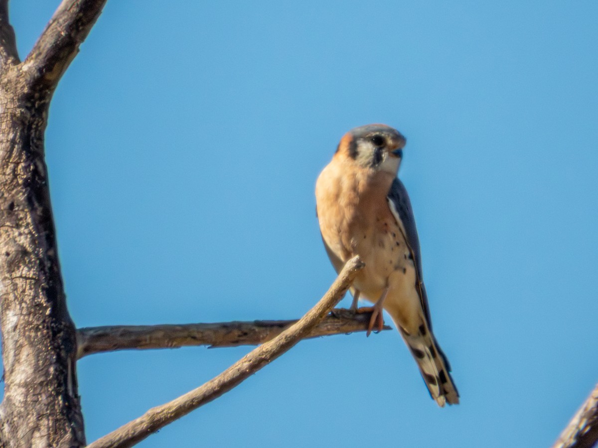 American Kestrel - ML646881169