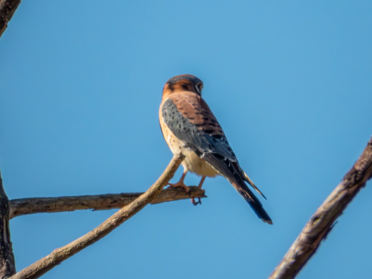 American Kestrel - ML646881172