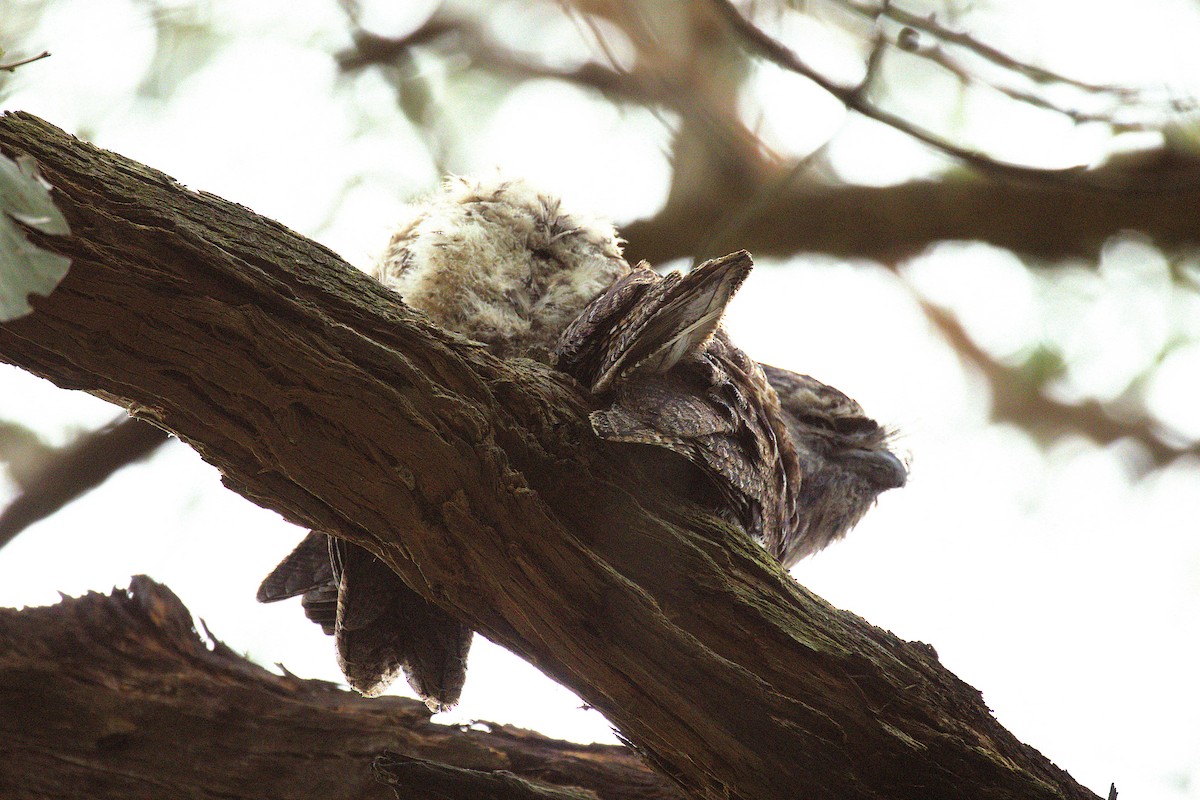 Tawny Frogmouth - ML646881174