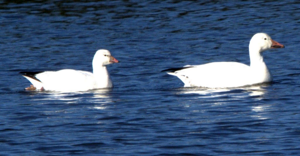 Ross's Goose - ML646881175