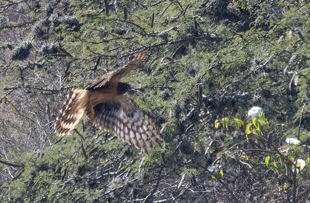 Northern Harrier - ML646881176