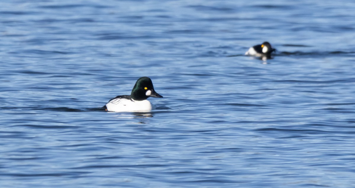 Common Goldeneye - ML646881177