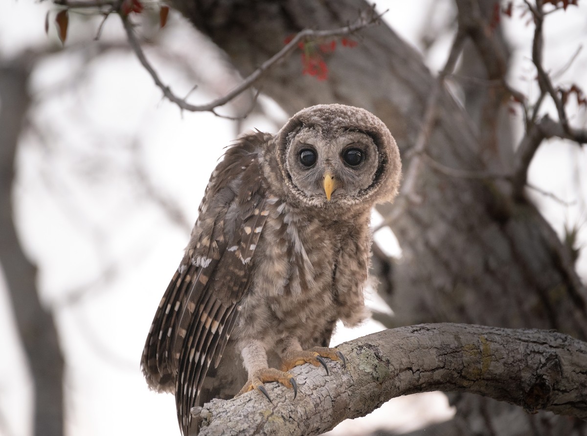 Chouette rayée - ML646881182