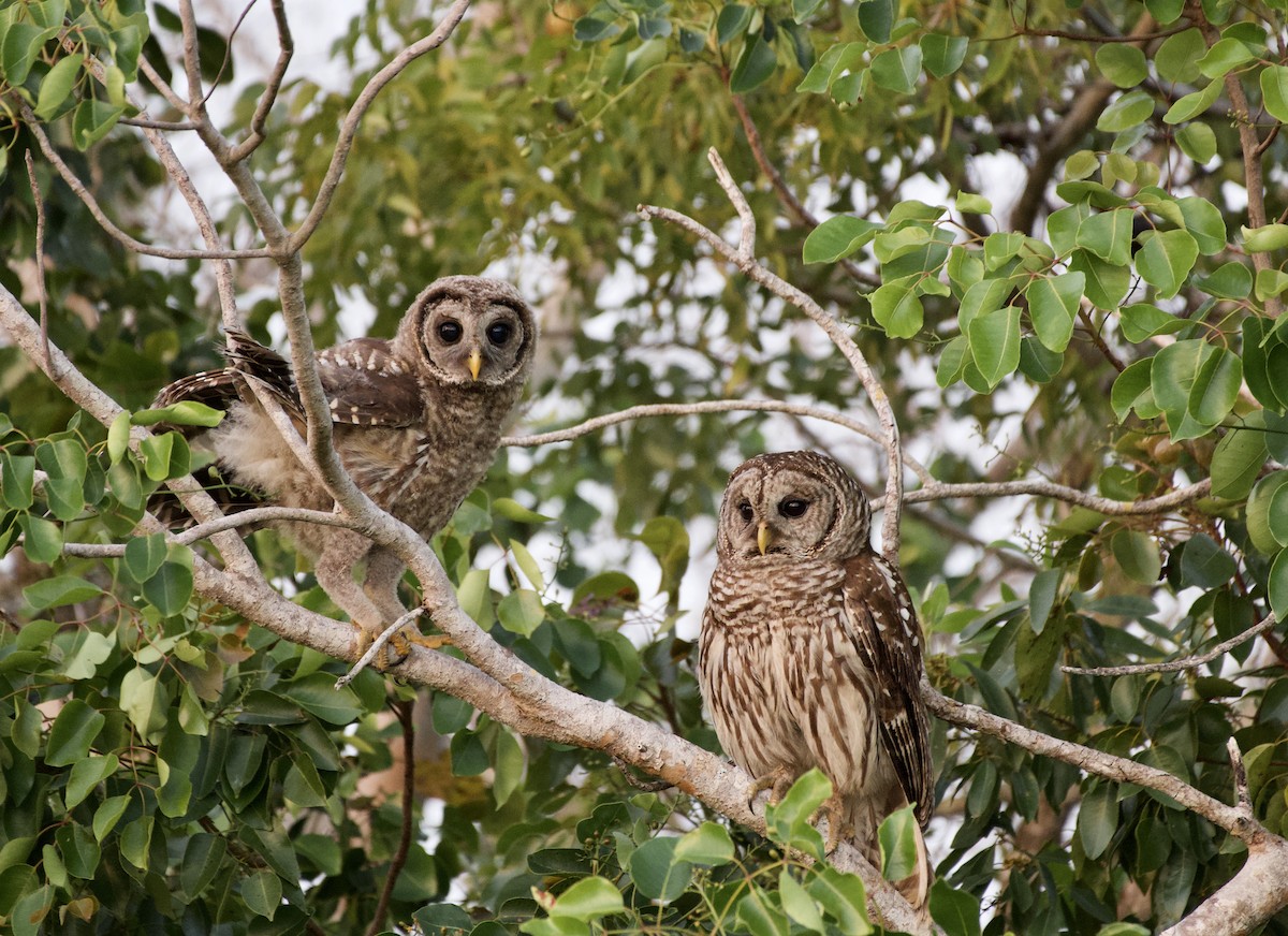 Chouette rayée - ML646881183