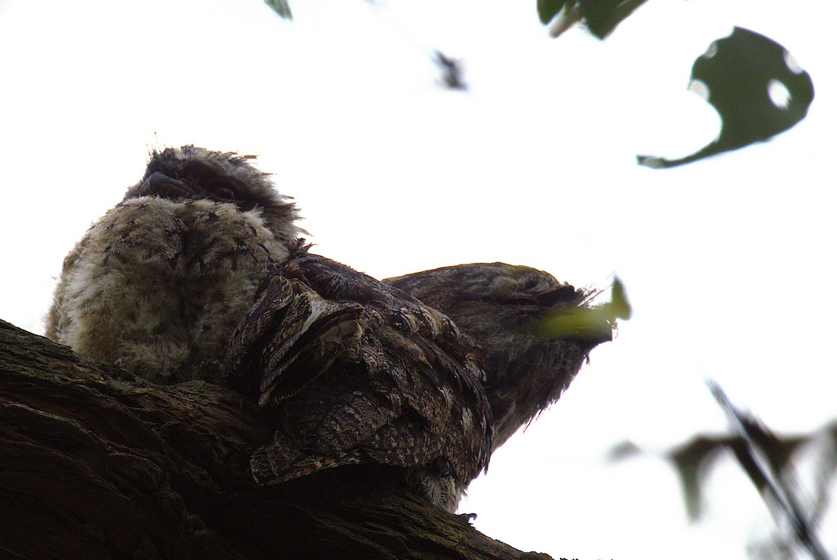 Tawny Frogmouth - ML646881184
