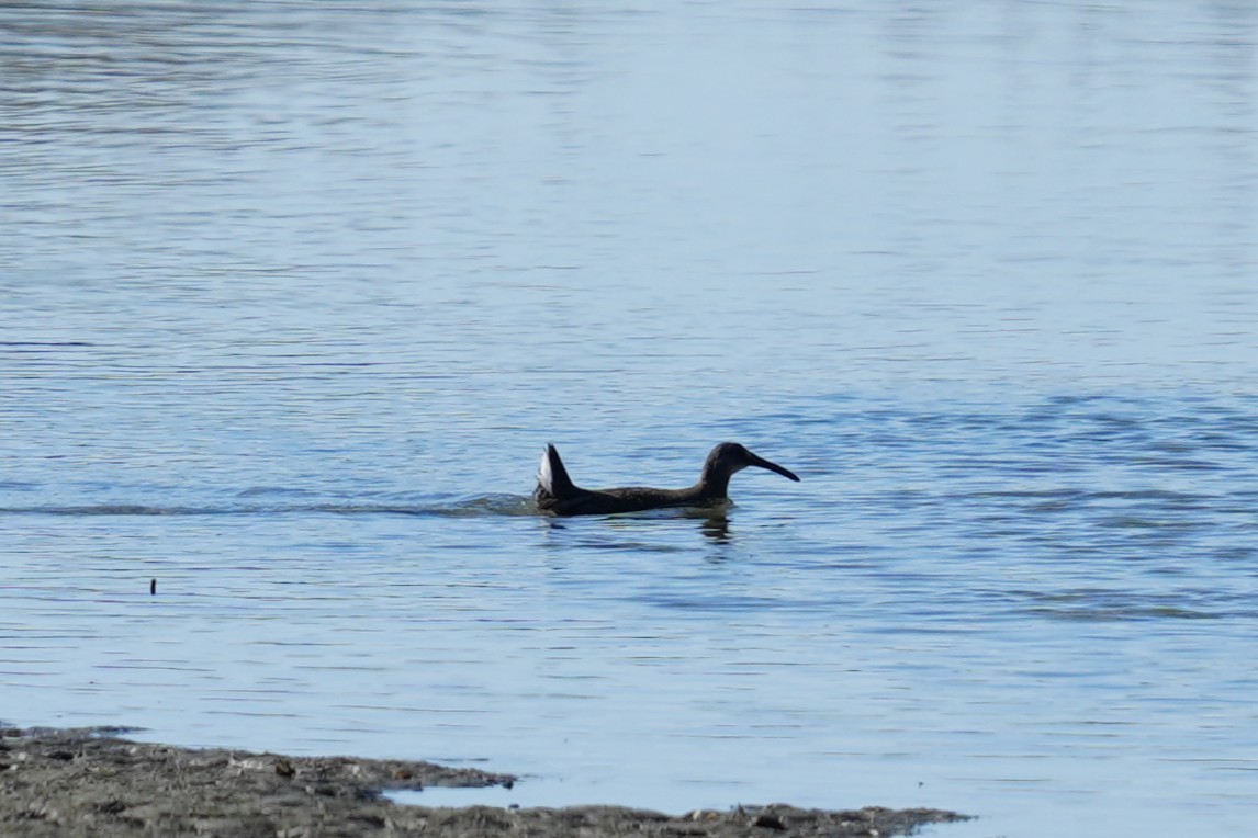 Карибский пастушок - ML646881185