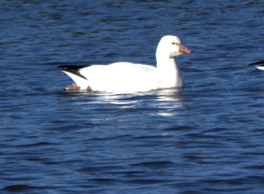Ross's Goose - ML646881187