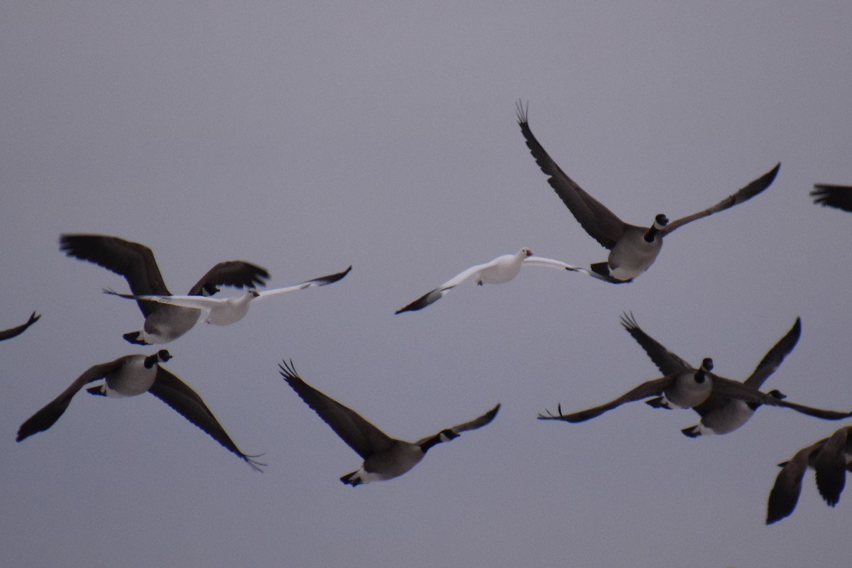 Ross's Goose - ML646881189