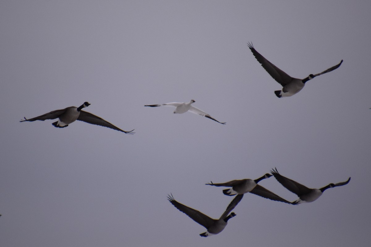 Ross's Goose - ML646881192