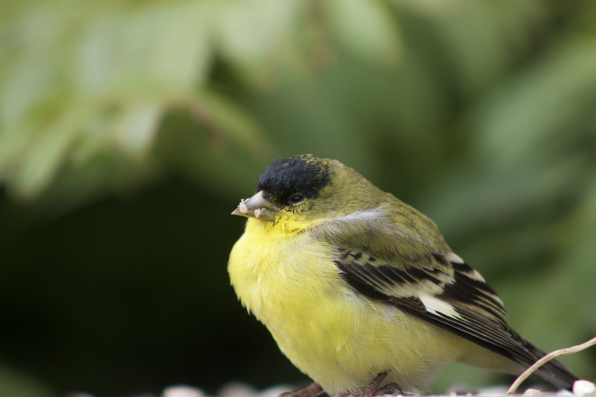 Чиж малий - ML646881201