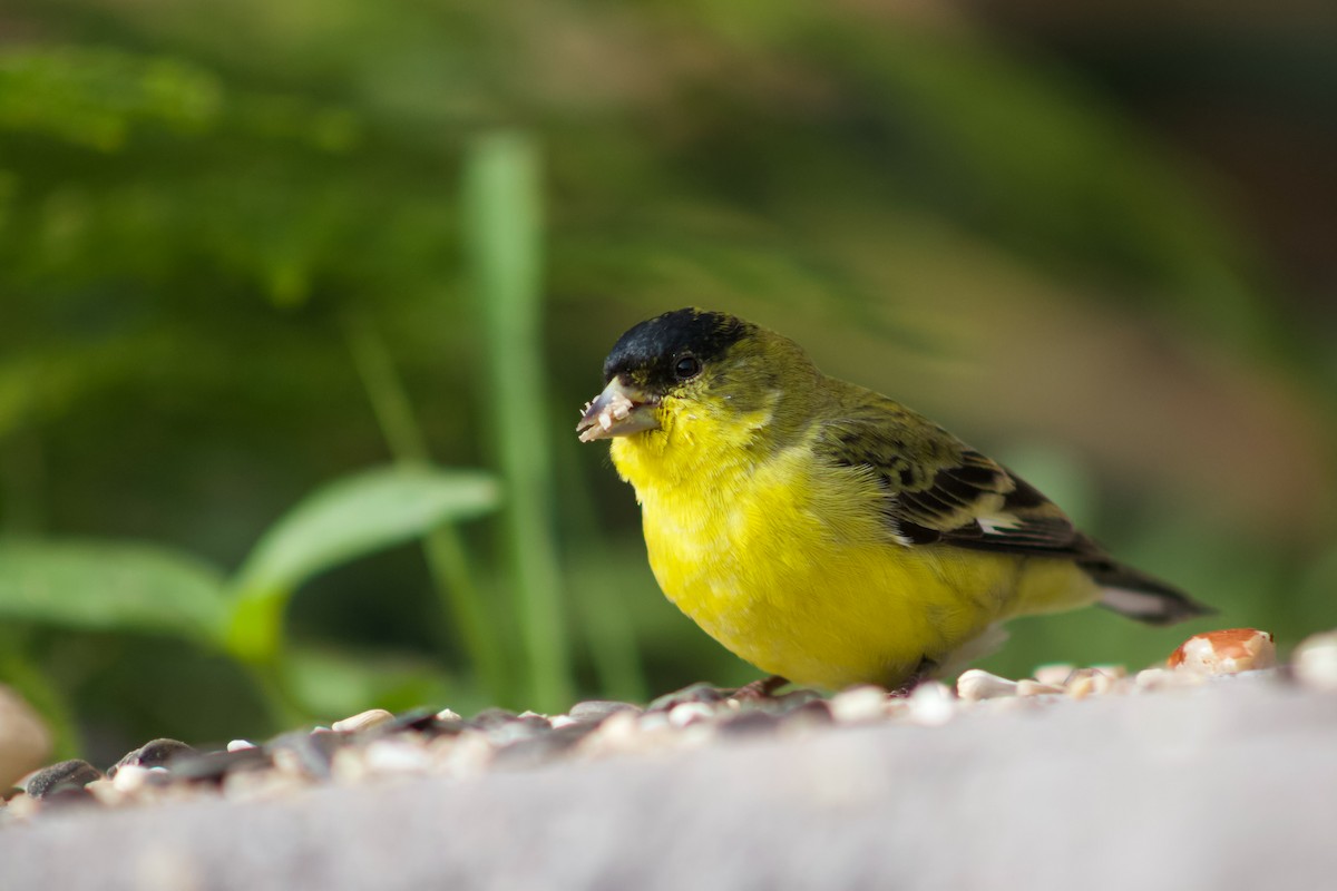 Чиж малий - ML646881202