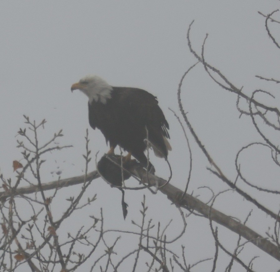 Белоголовый орлан - ML646881206