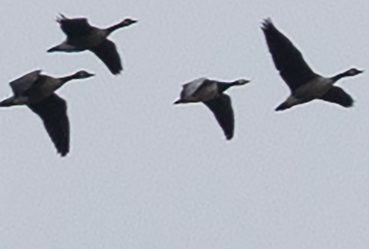 カオジロガン - ML646881211