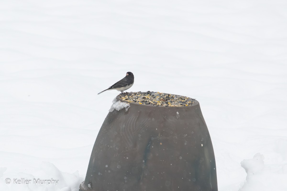 Dark-eyed Junco - ML646881214