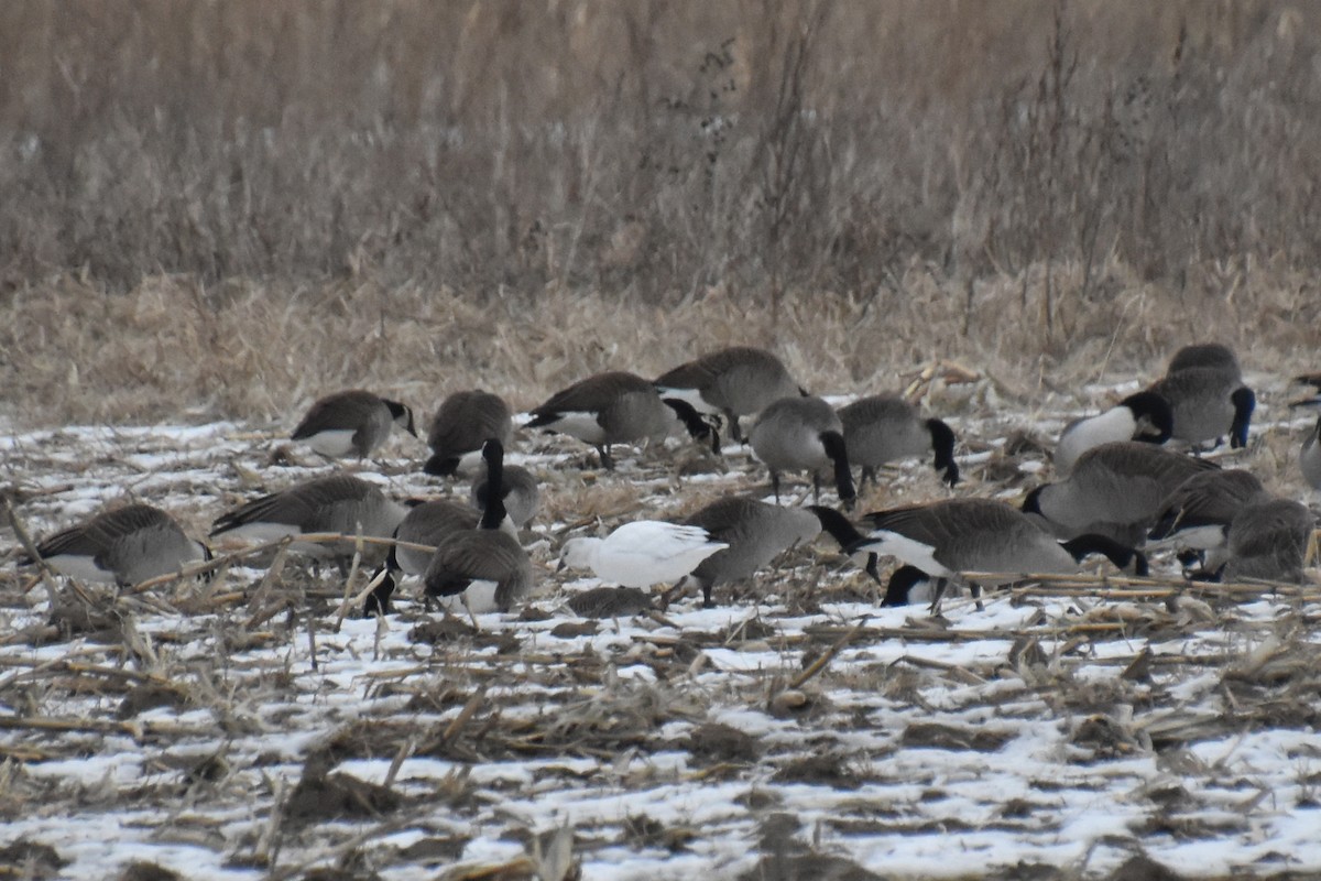 Ross's Goose - ML646881221