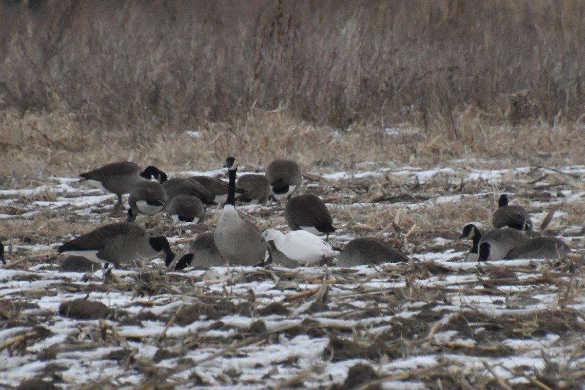 Ross's Goose - ML646881222
