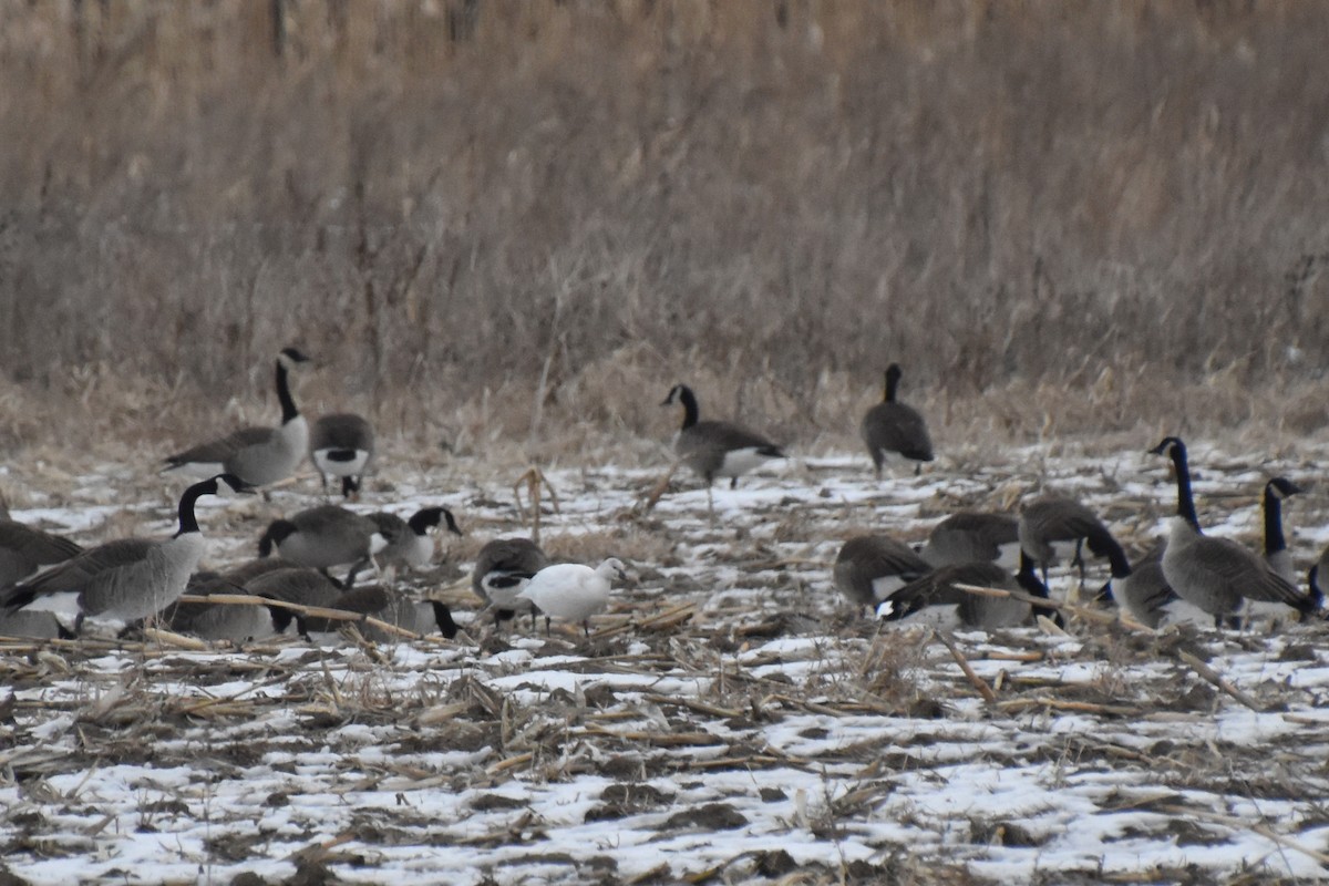 Ross's Goose - ML646881223
