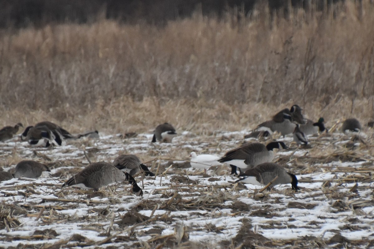 Ross's Goose - ML646881224