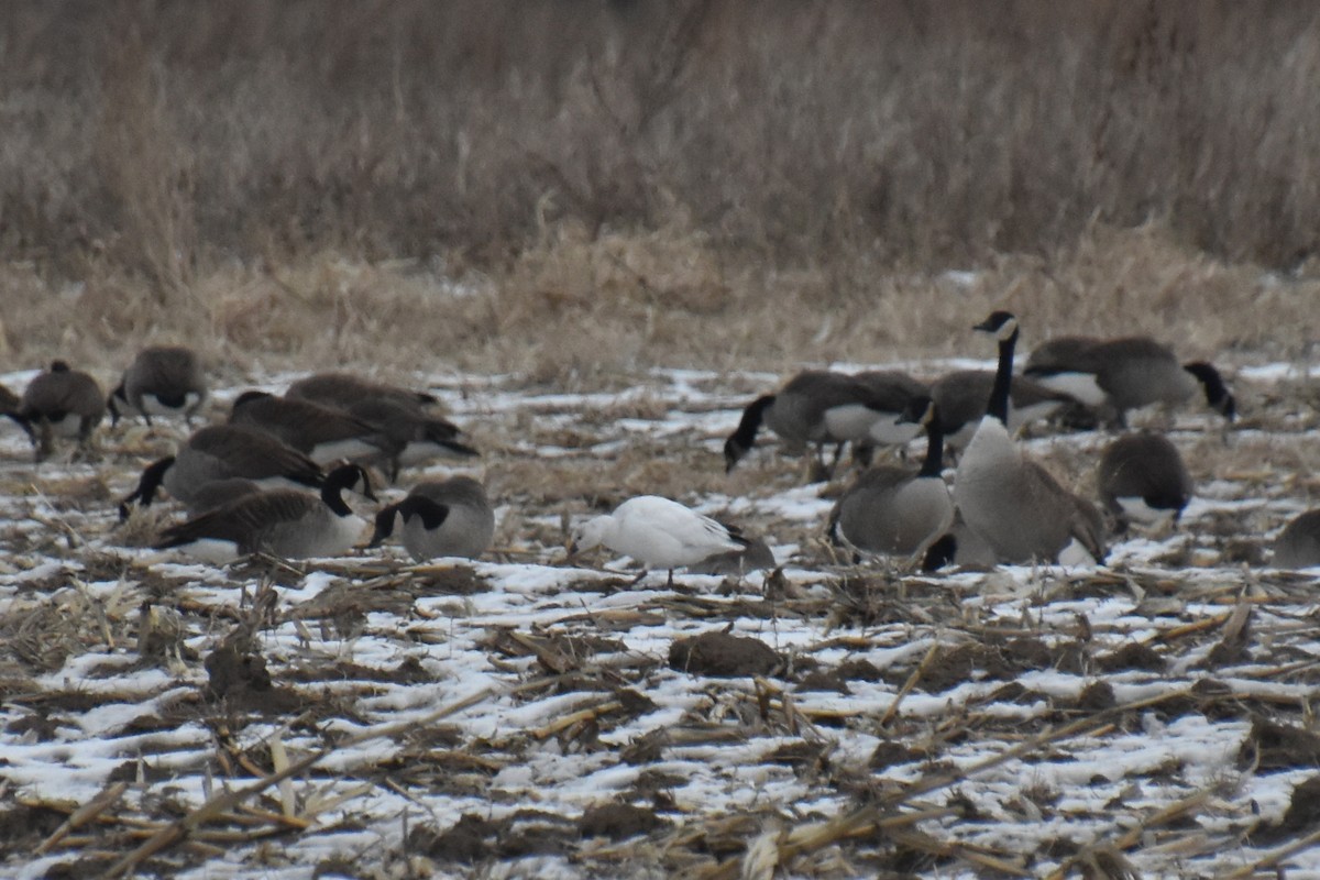 Ross's Goose - ML646881225