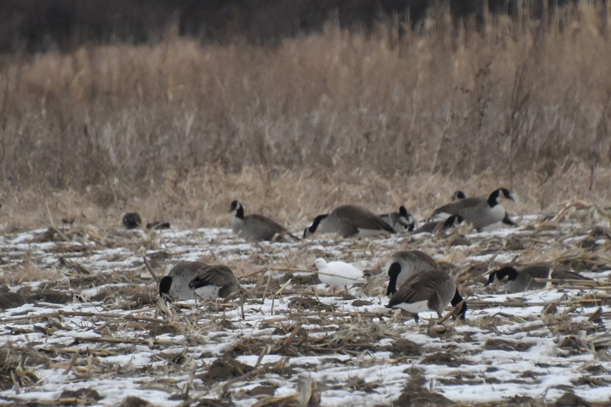 Ross's Goose - ML646881226