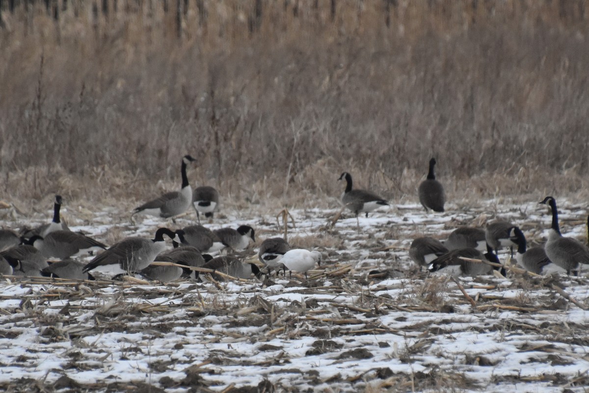 Ross's Goose - ML646881227