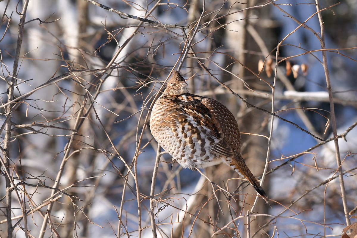 Ruffed Grouse - ML646881229