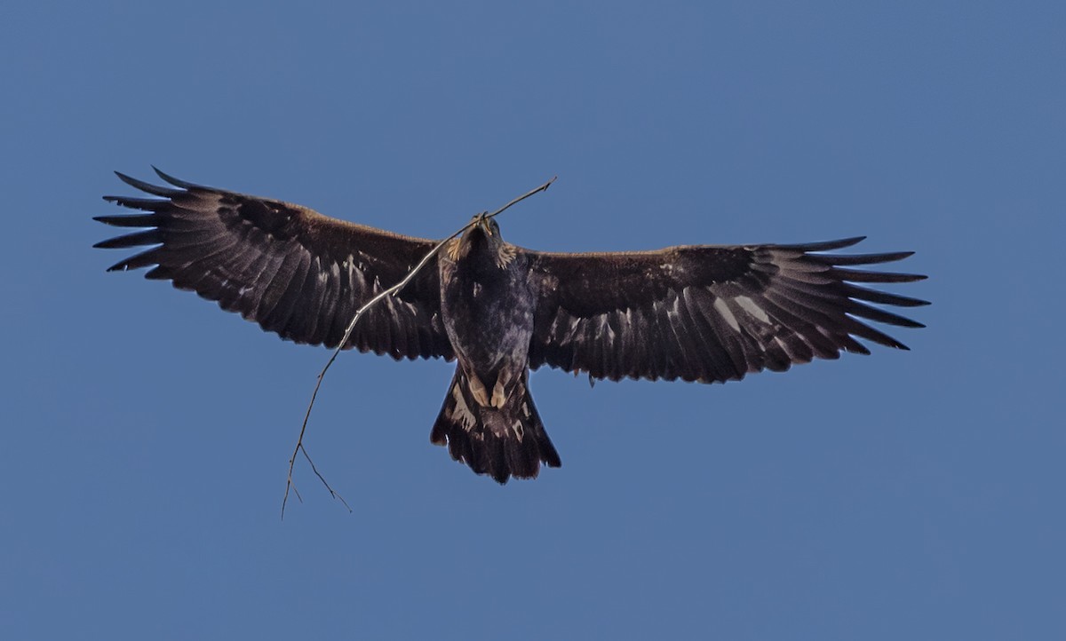 Golden Eagle - ML646881230