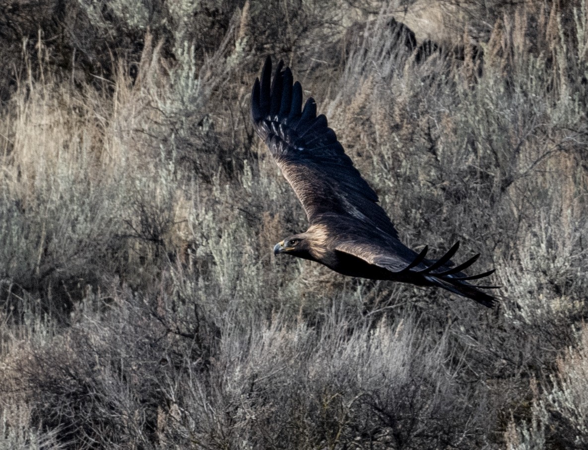 Golden Eagle - ML646881231