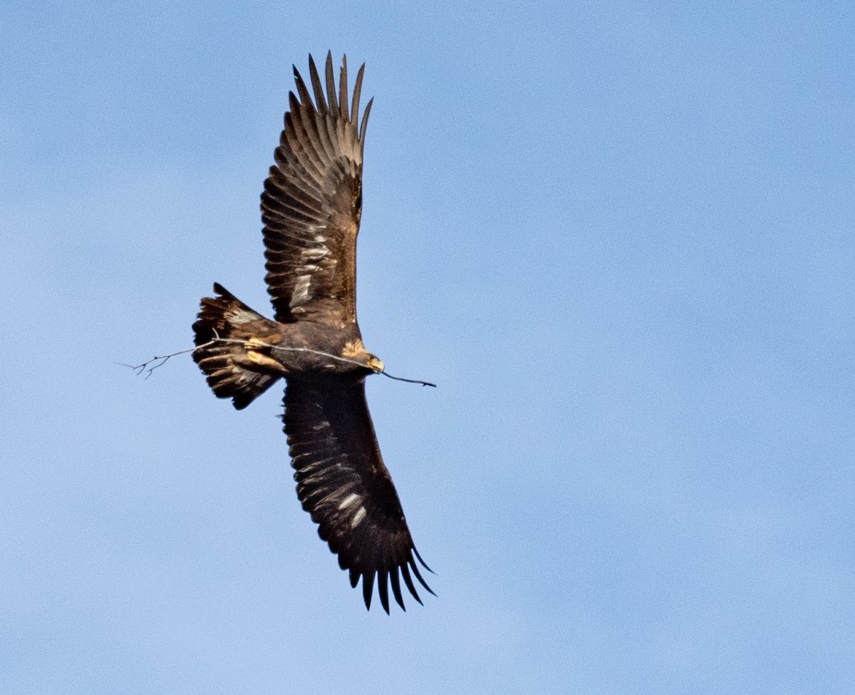 Golden Eagle - ML646881232