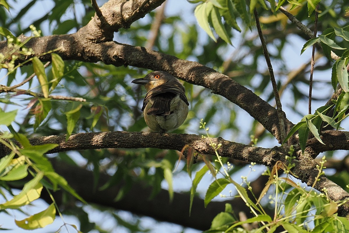 Northern Puffback - ML646881233