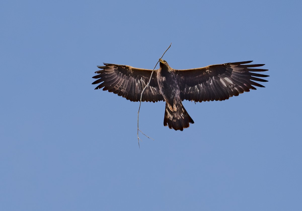 Golden Eagle - ML646881235