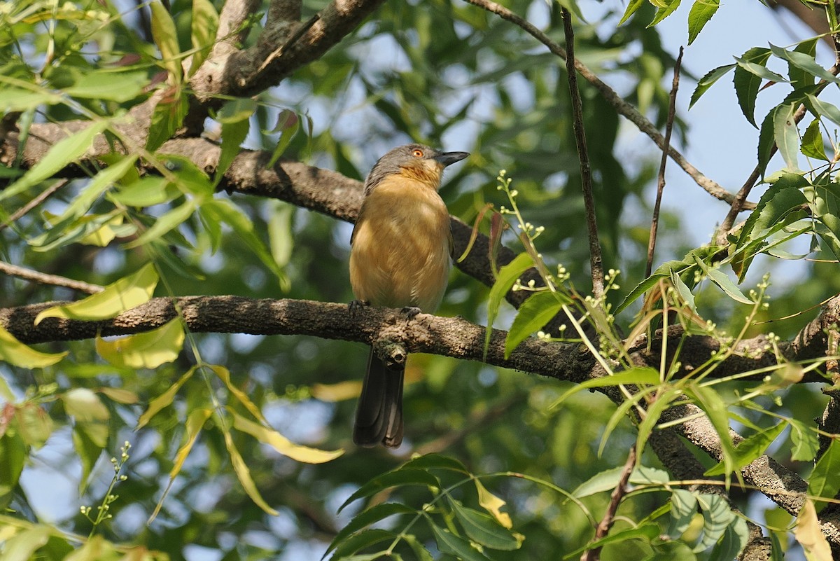 Northern Puffback - ML646881236