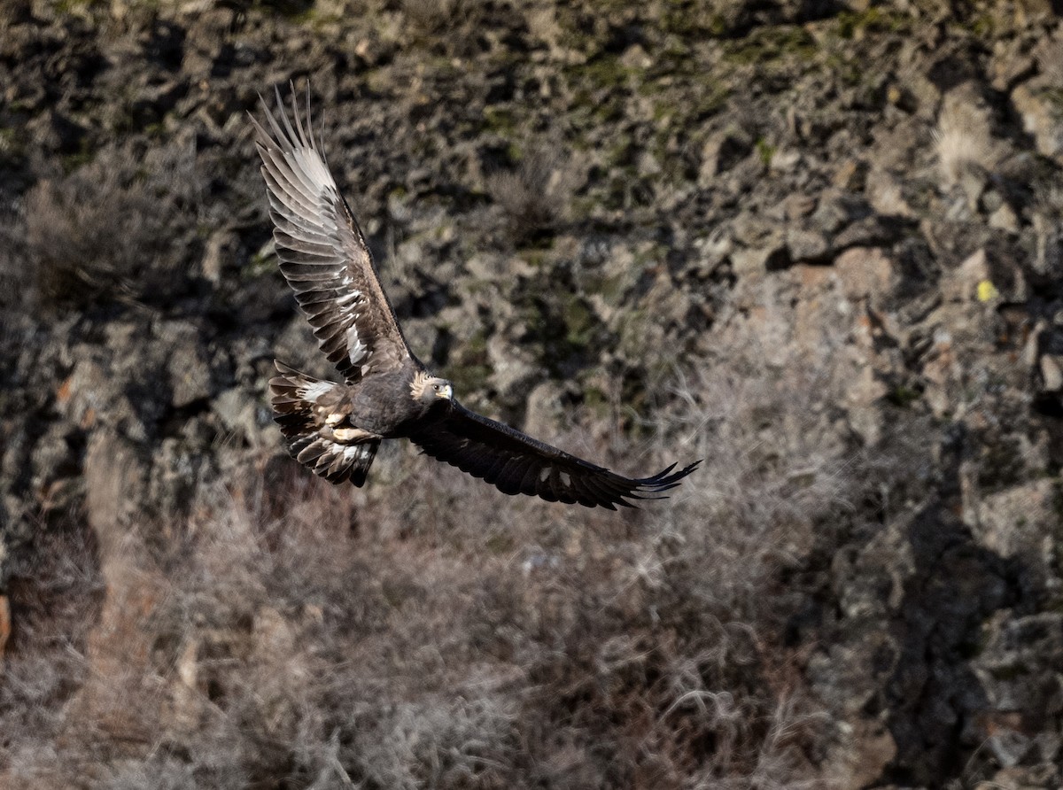 Golden Eagle - ML646881237