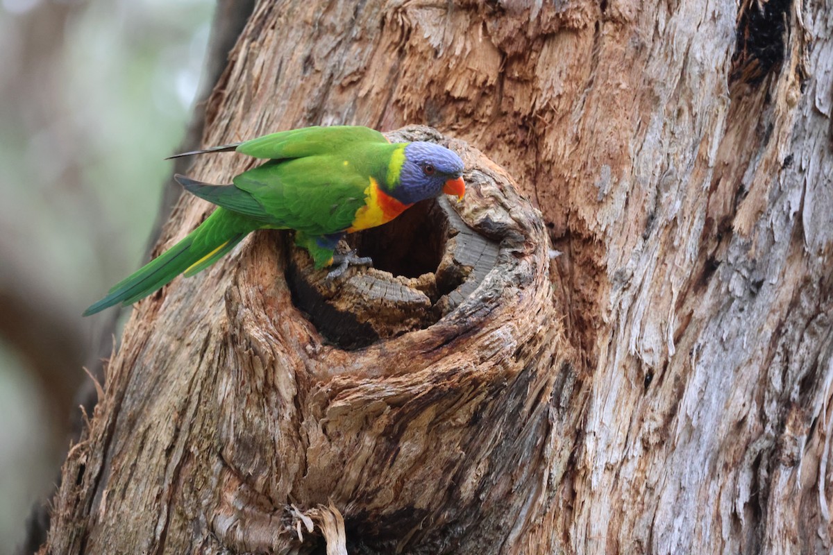 Rainbow Lorikeet - ML646881253
