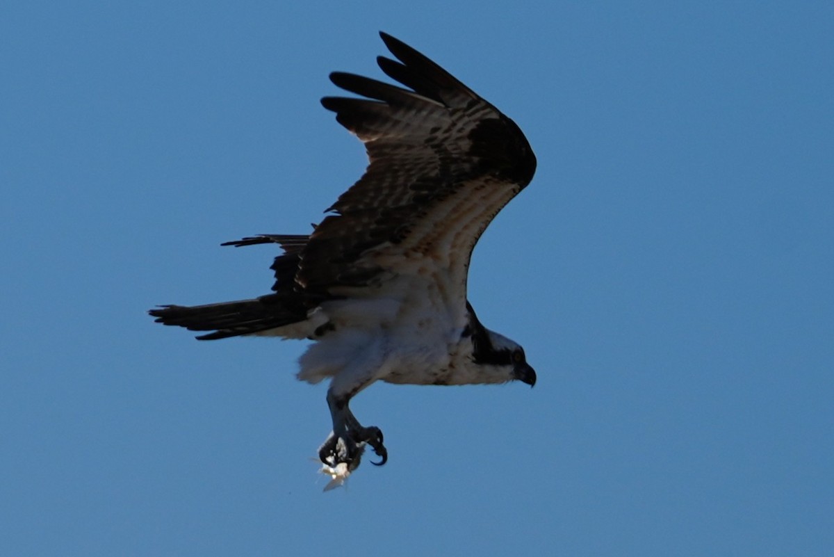 Скопа - ML646881254