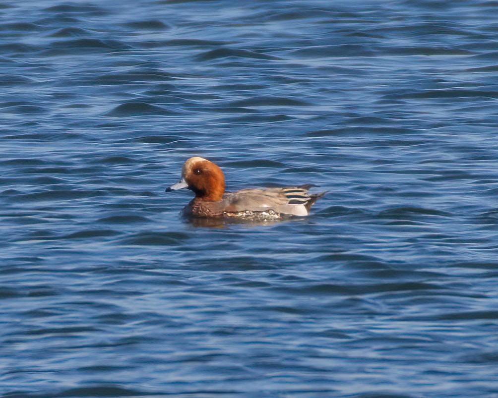 Eurasian Wigeon - ML646881257