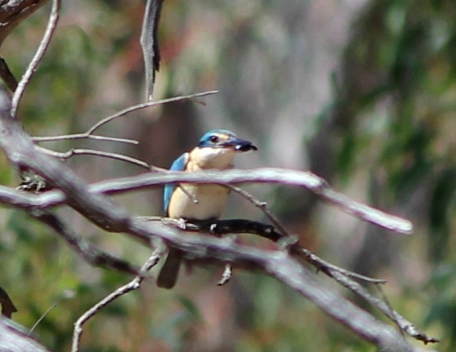Martin-chasseur sacré (sanctus) - ML646881259