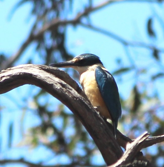 Martin-chasseur sacré (sanctus) - ML646881260