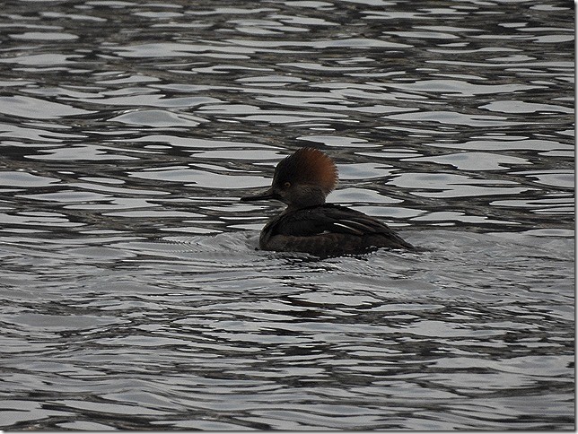 morčák chocholatý - ML646881265